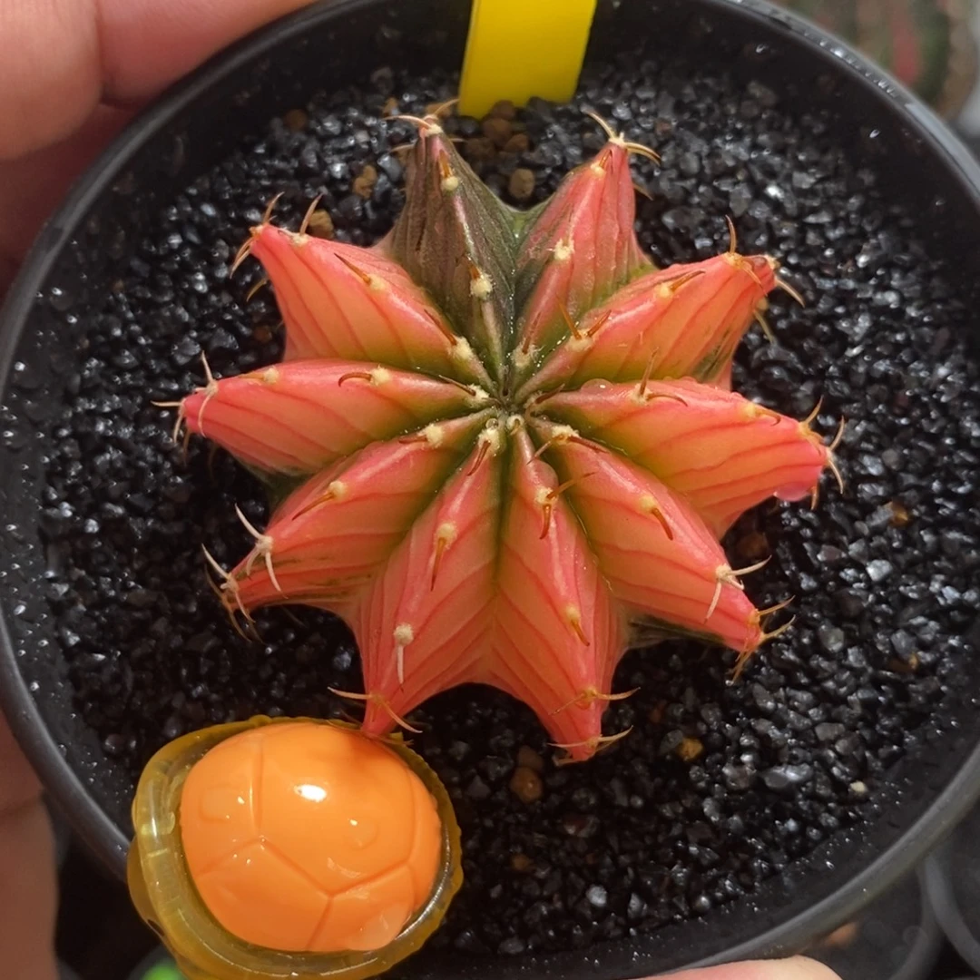 泰系肋骨锦—带盆土发货46