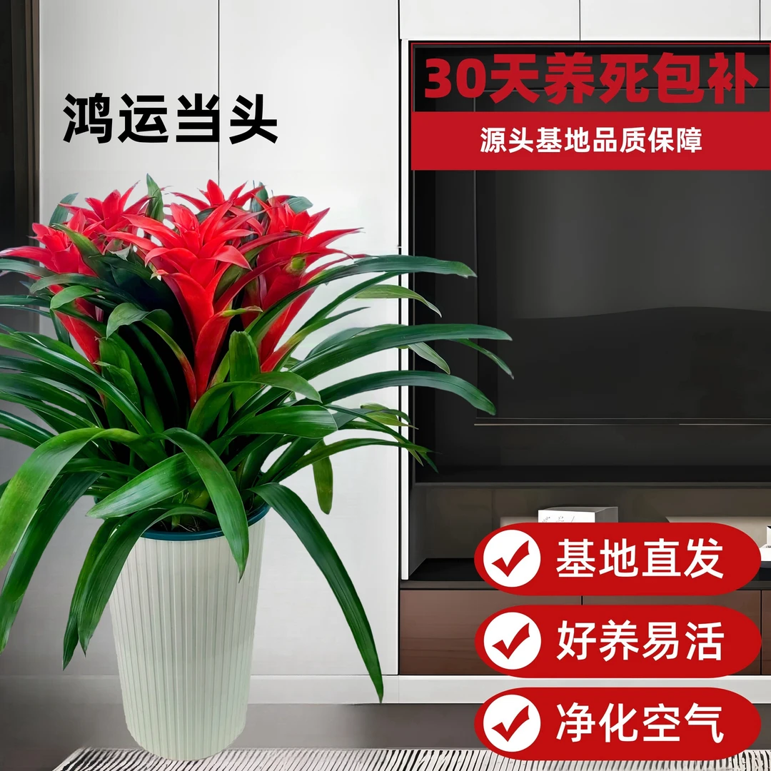 【年宵花鸿运当头落地款】室内客厅落地摆放绿植盆栽好养易活
