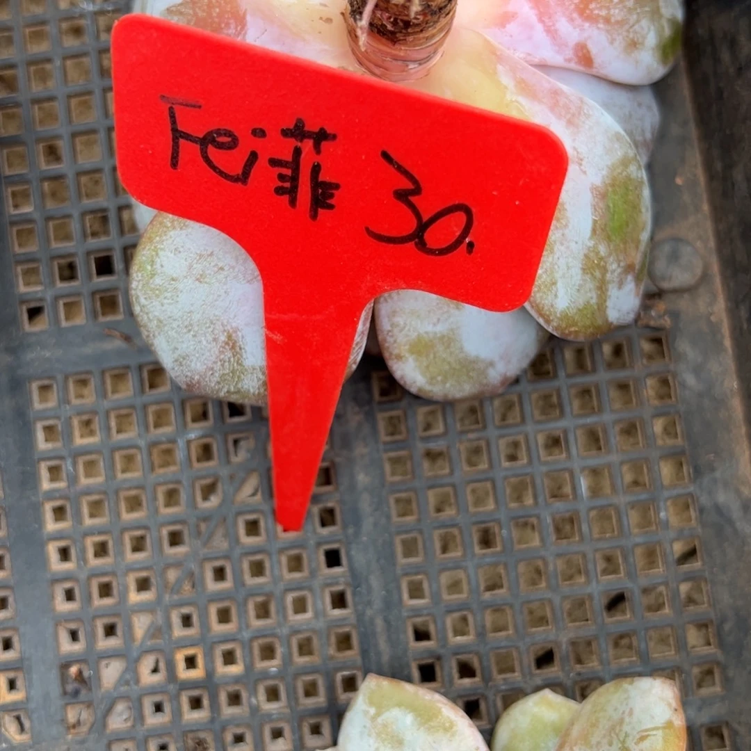 F***儿fei菲 30。