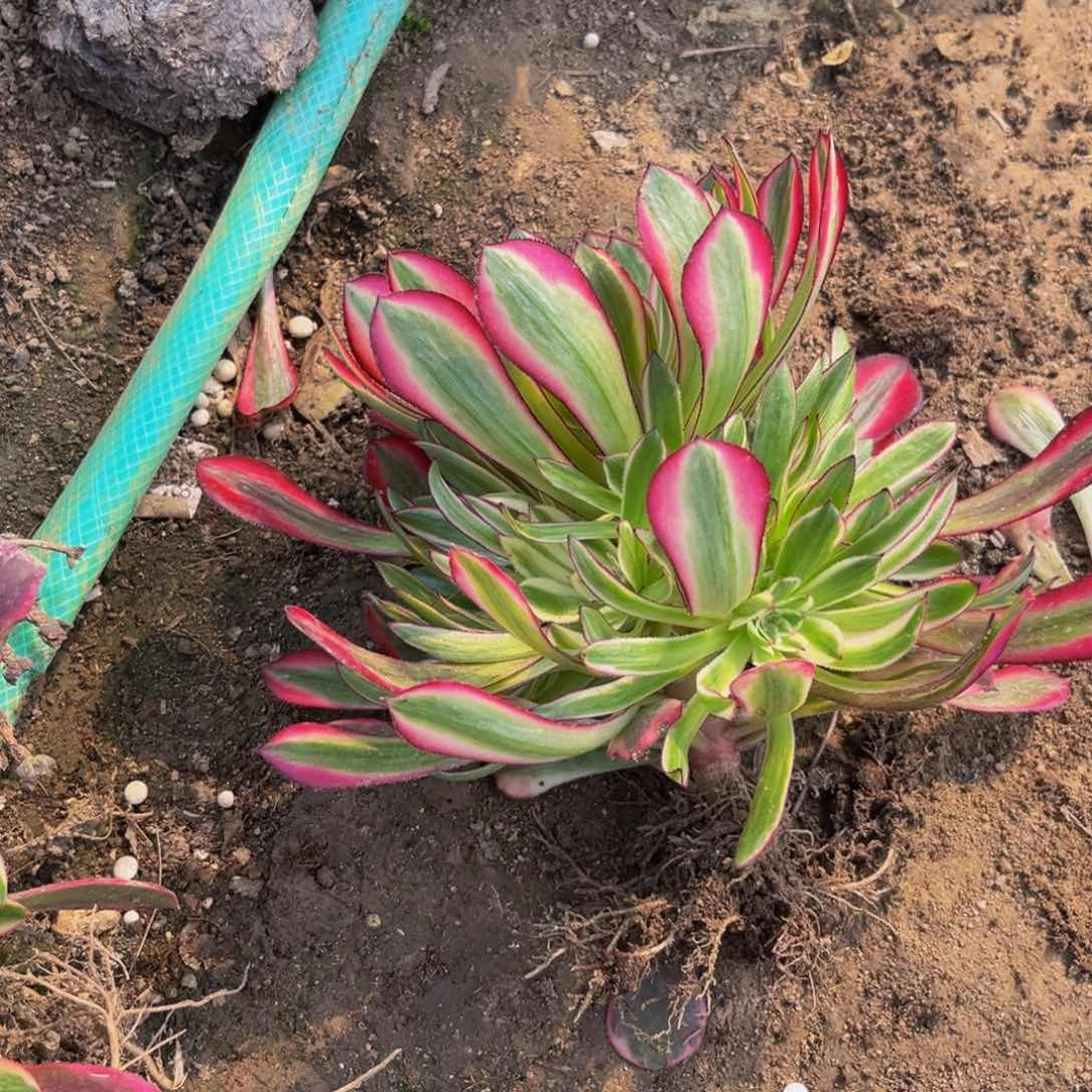 红桶白多肉植物捧花的