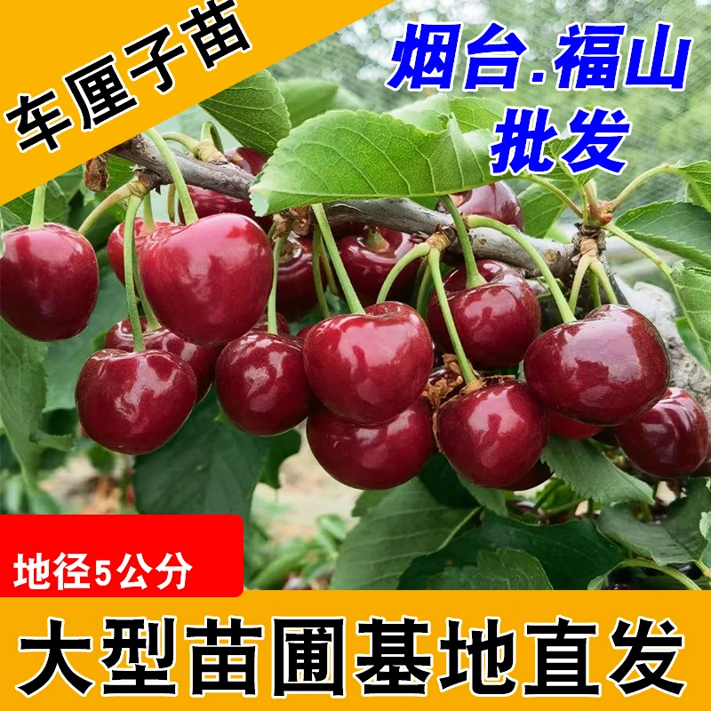 地径5公分车厘子树苗盆栽地栽大樱桃树苗果树果苗