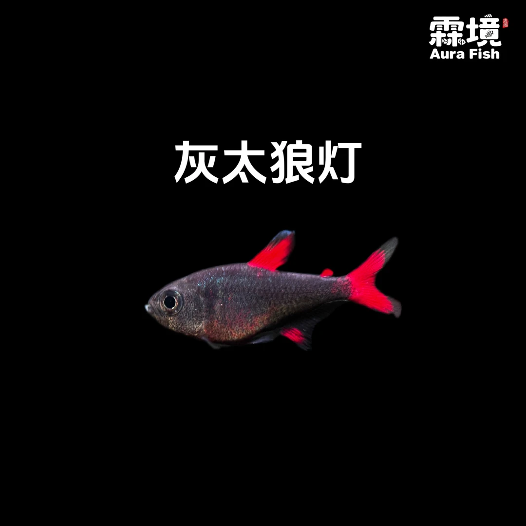 【霖境 Aura Fish】灰太狼灯鱼