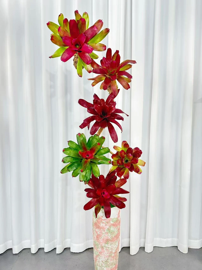 【积水凤梨】大落地款ins风网红盆栽绿植大气观叶类室内植物好养护