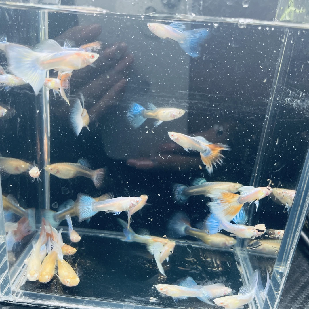 练手鱼 孔雀鱼 观赏鱼