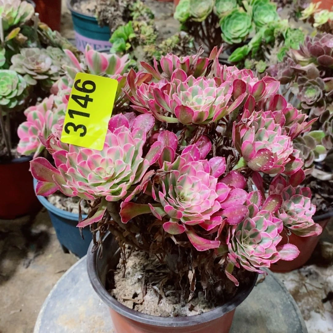 红同白多肉植物3146