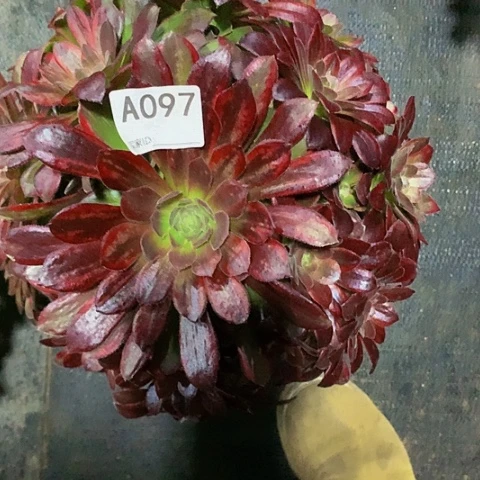 金丝缕097脱土发货