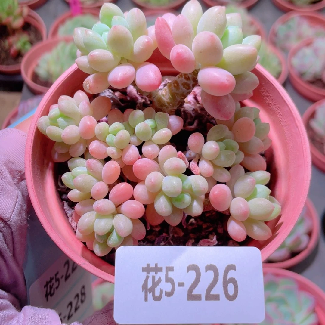 花利美5-226洛可可