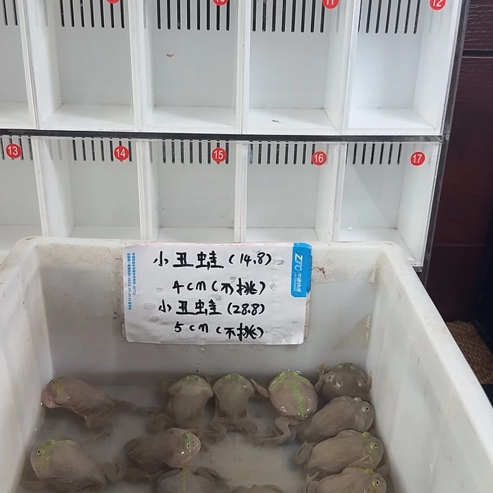 角蛙小丑蛙8.8一只干干干