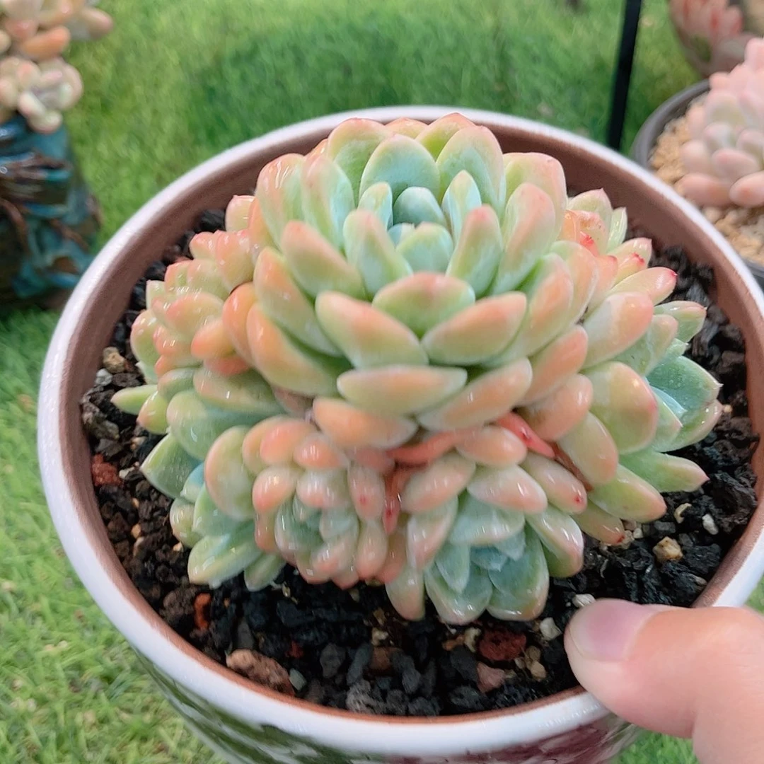 韩版冰玉捧花多肉