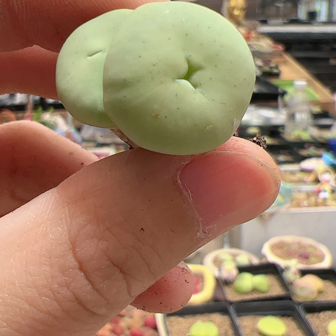 【闪购商品】57 福利