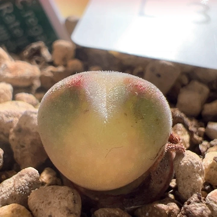 w862。妮宝专拍 青蛙2年大眼睛 88折后价