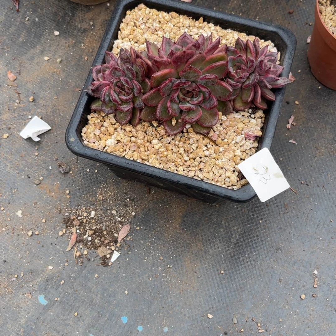 小**?0023卡迪奥多肉