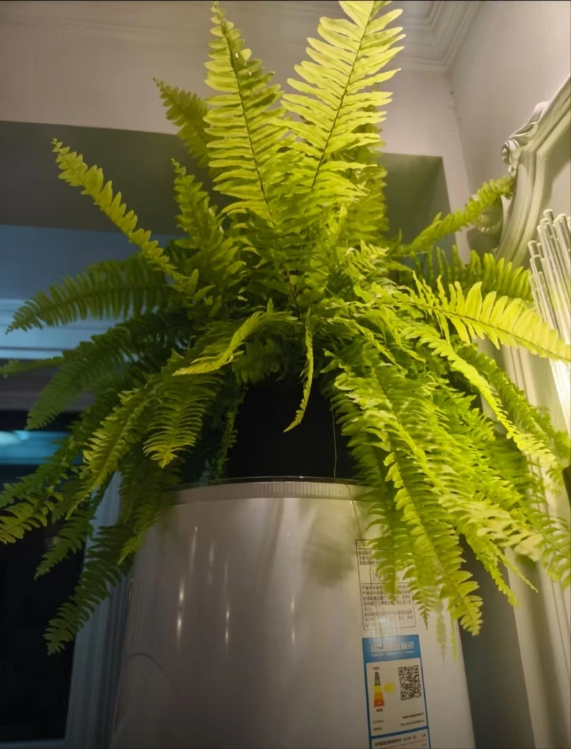 黄金波士蕨室内垂吊挂墙绿植净化空气吸甲醛四季常青观叶盆栽