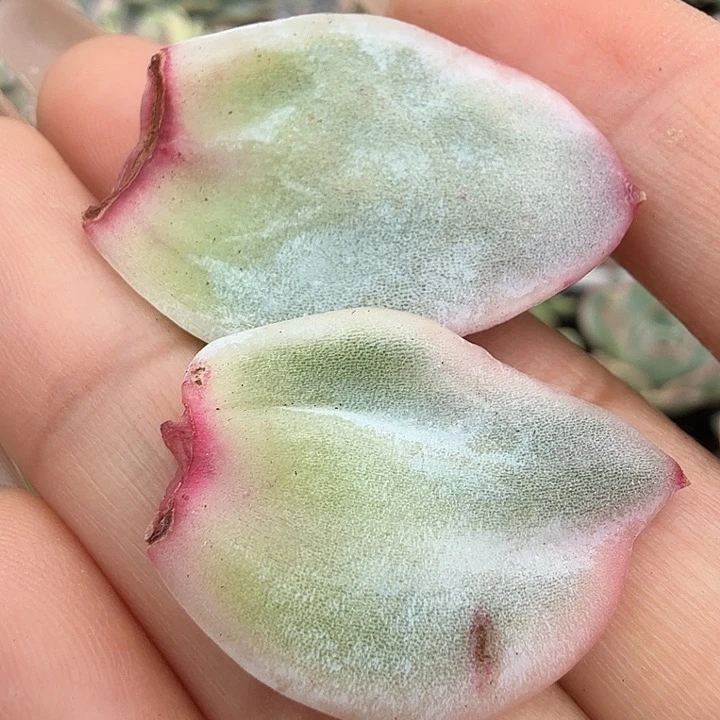 野卡锦腹轮锦两片一组
