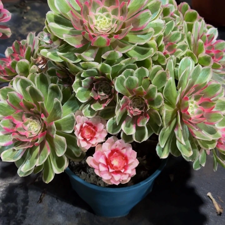 0000000000652孔雀翎