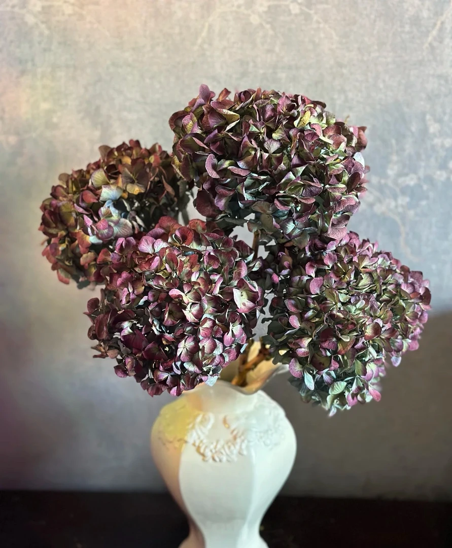 【大冠幅绣球】复古重瓣秋色绣球鲜切花高级小众可做干花室内装饰