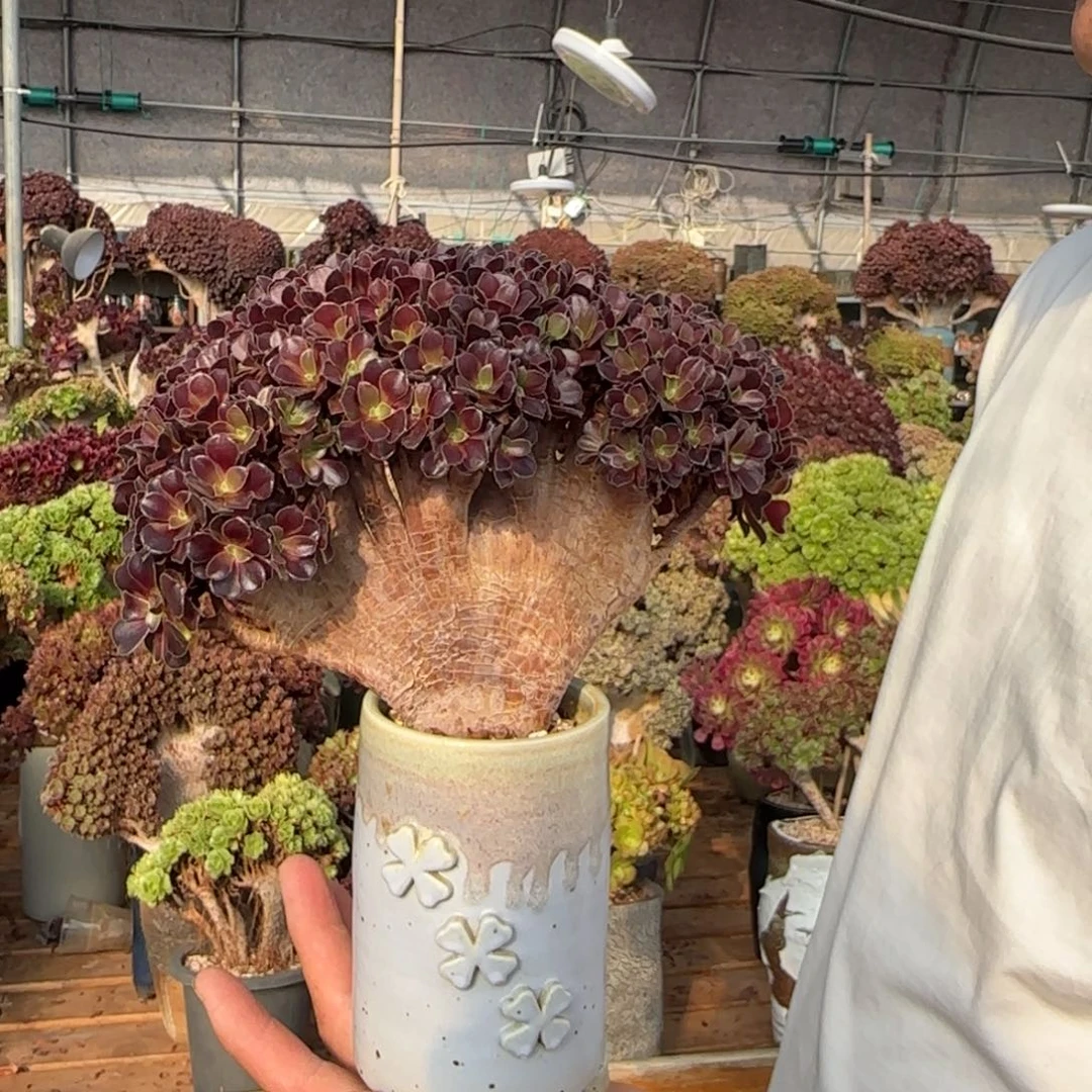 欧紫朵朵缀不带盆土