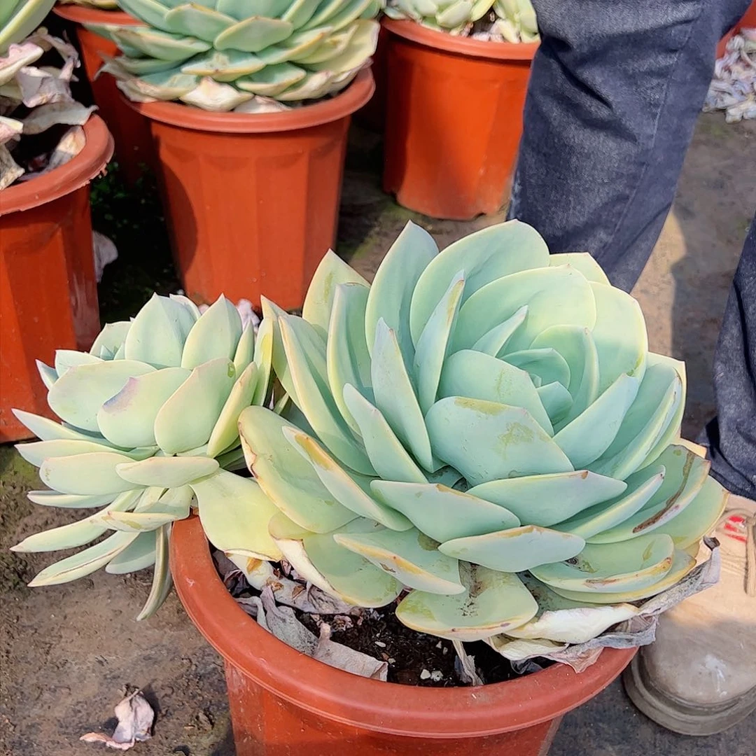 白凤超级大单头带仔多肉