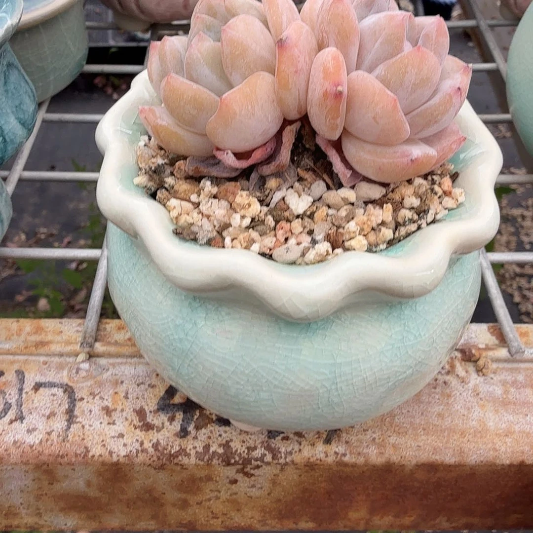 星星带盆多肉植物