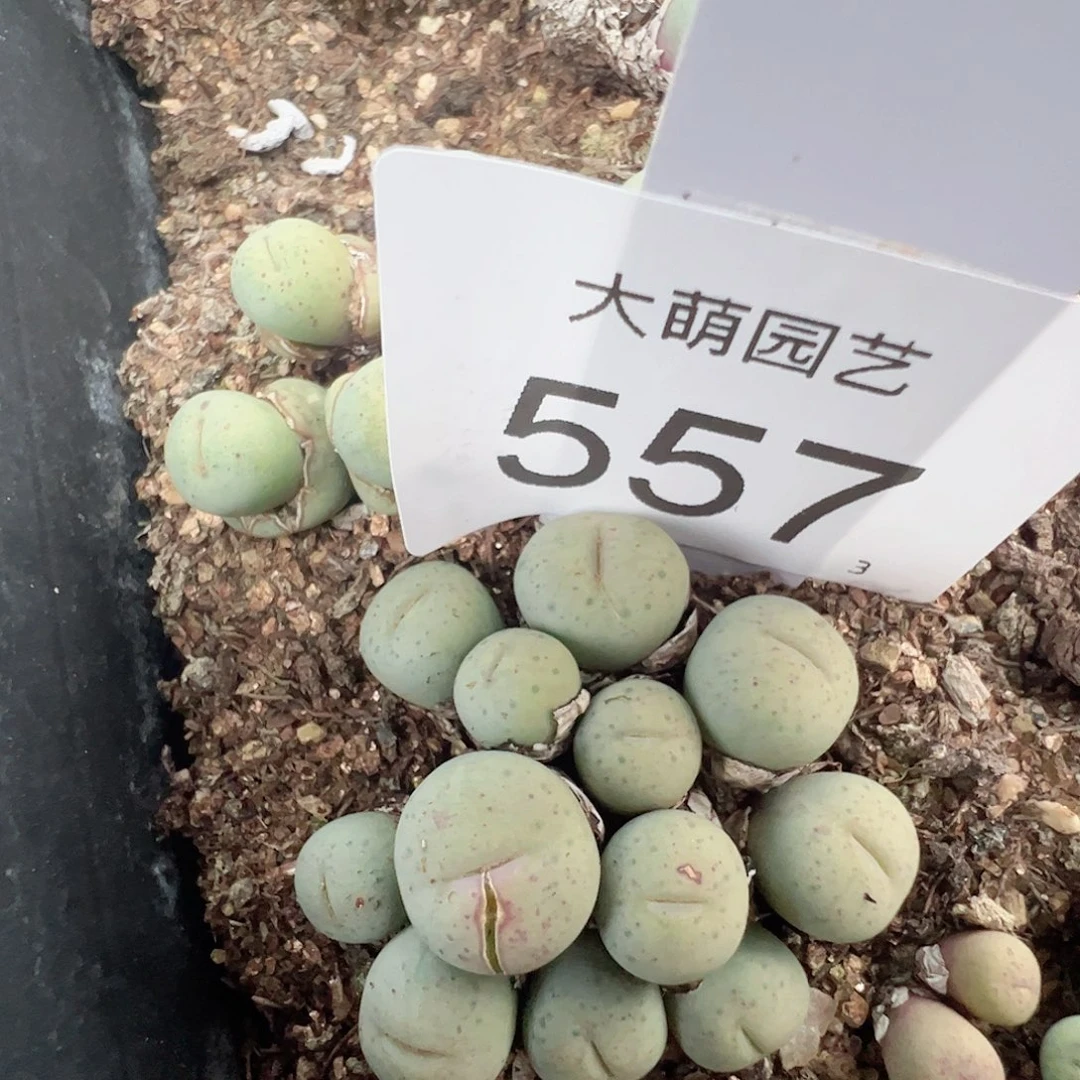 0000557 一物一拍脱土发……