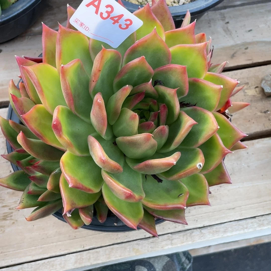 若如东云单拍A343