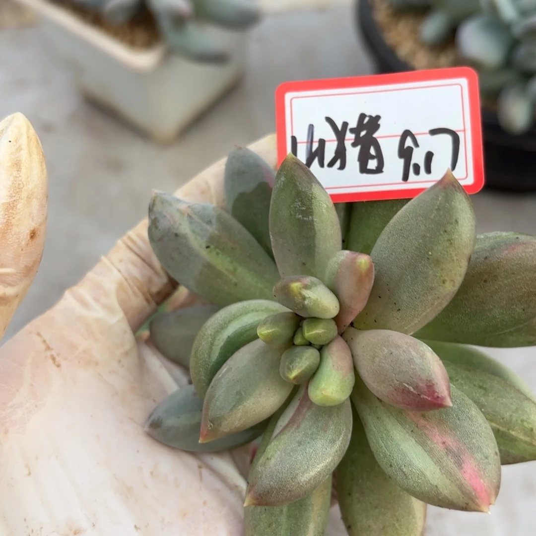 山***糠哥特石化拉丝锦山猪专拍9.17