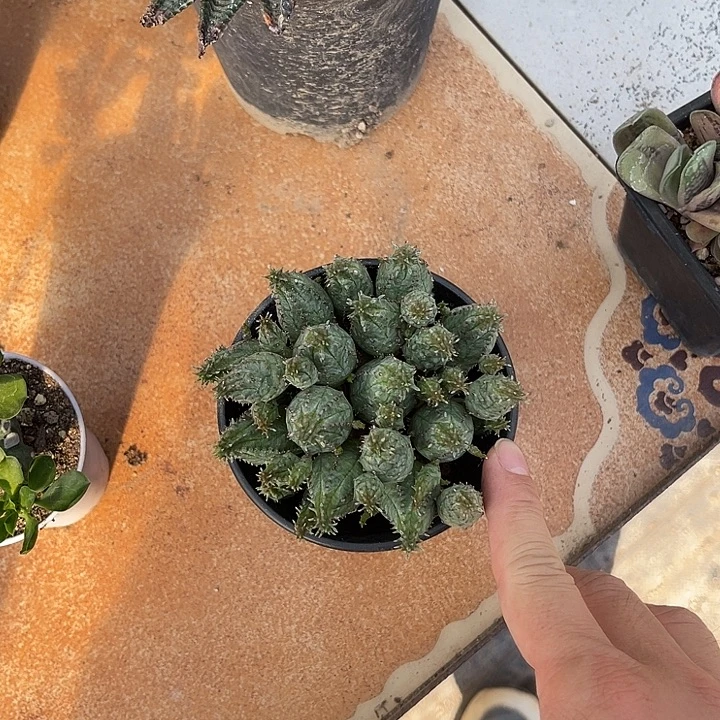 无花朵子吹布纹球大群
