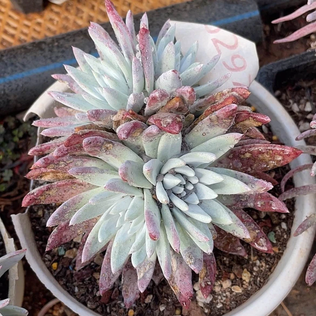 【闪购商品】白菊流丹