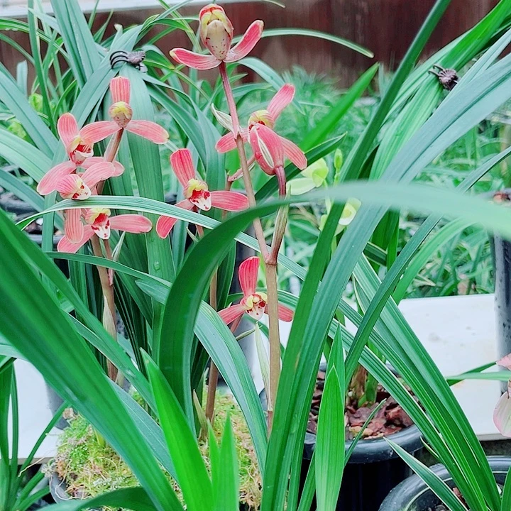 娜***姐完全开放一物一漂亮