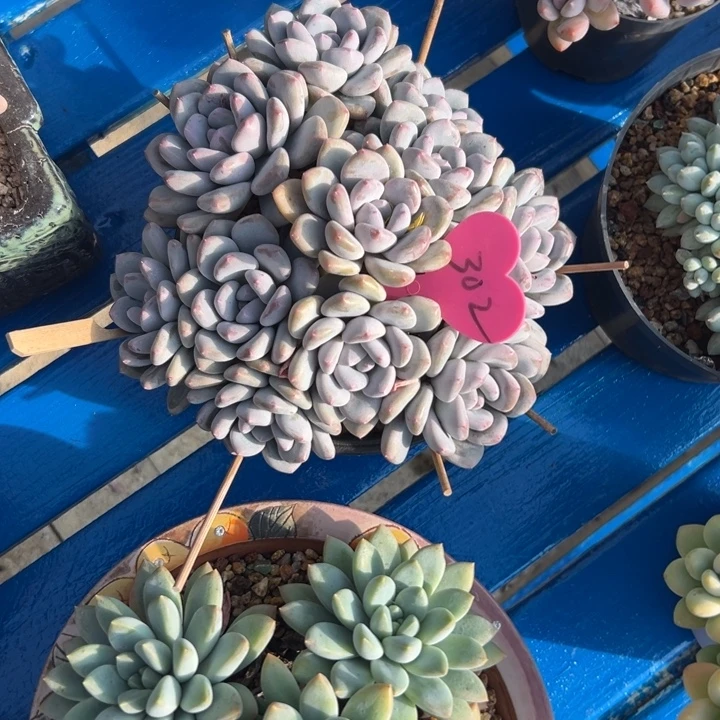 /****多肉植物一物一拍