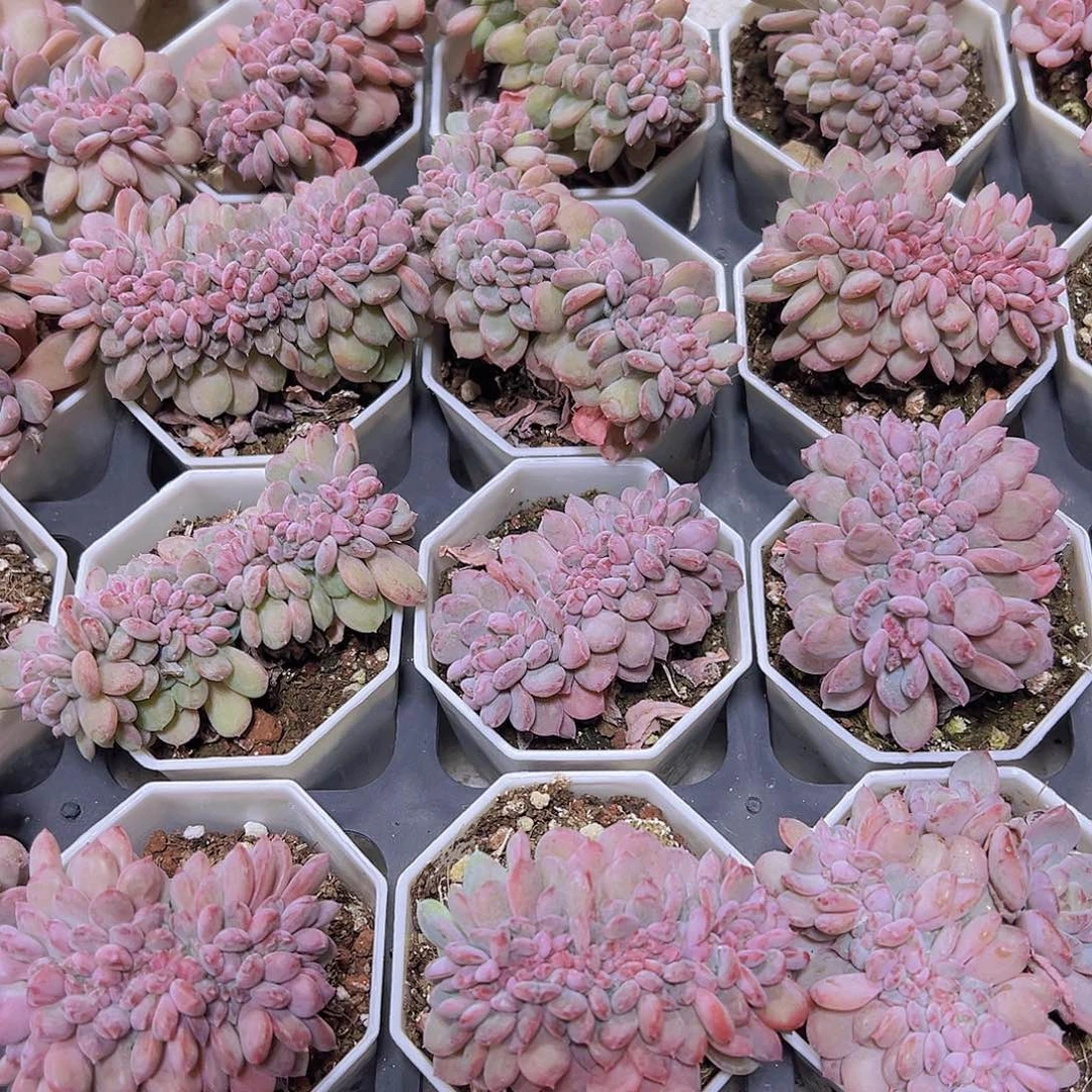 粉珍妮缀化19包邮多肉