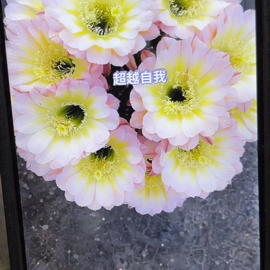 爱德华彩侧牙20包邮20