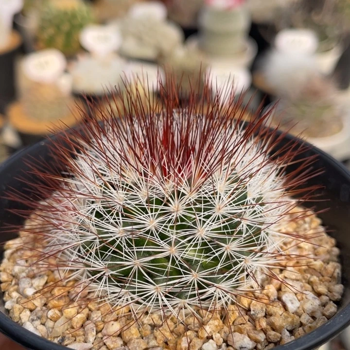 红刺马库斯       实生根