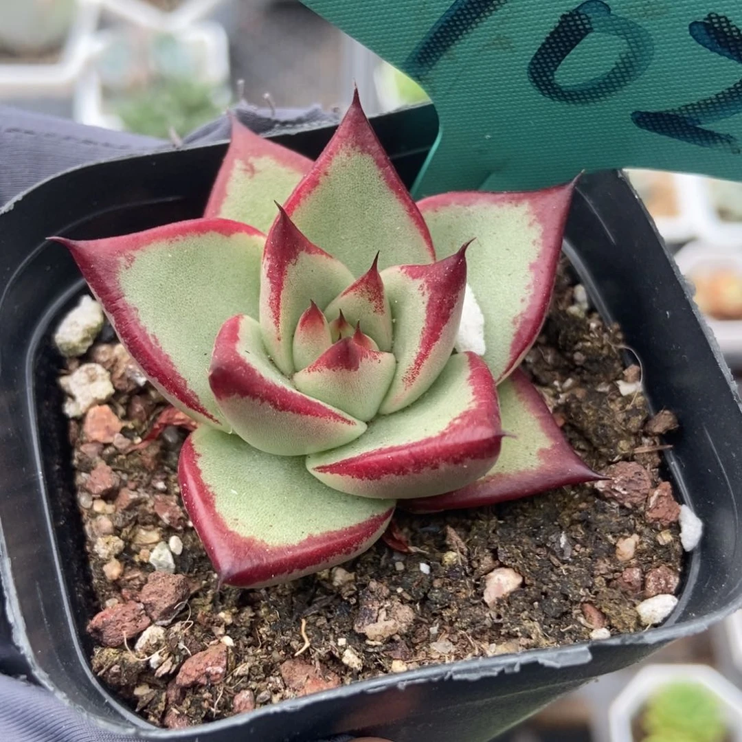 7022乌木多肉植物保护