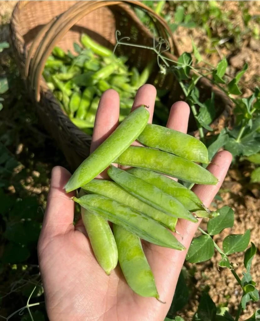【永良专属】2025新鲜豌豆角带壳豌豆荚现摘现发3斤5斤包邮