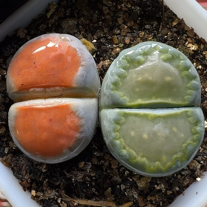 生石花111111。   157