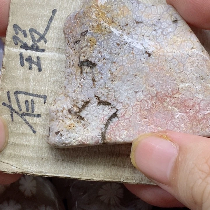 颈饰未镶嵌硅化珊瑚（珊瑚玉）不*