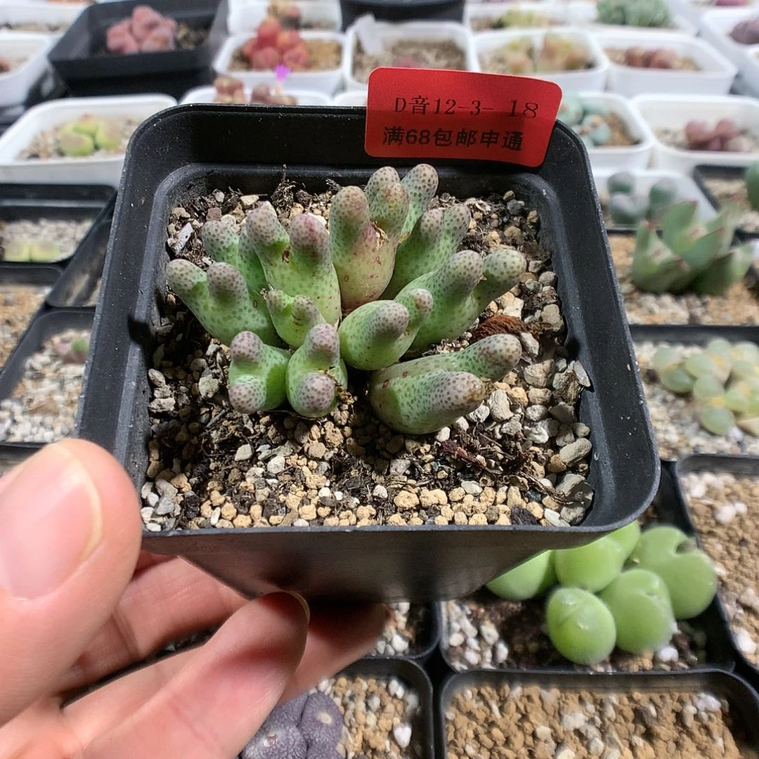 12-3-18    母本瑕疵955D 斑马