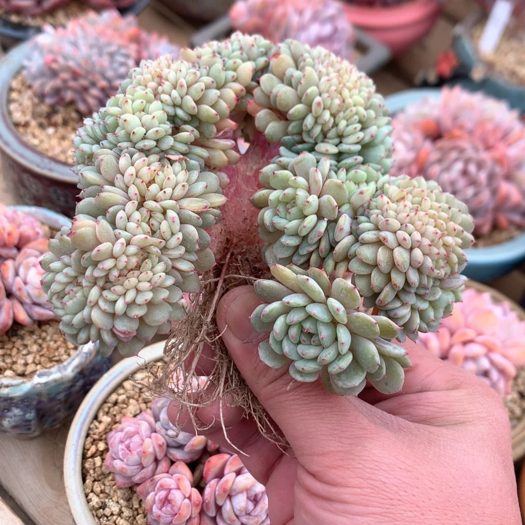 妮白胖子缀化妮专拍