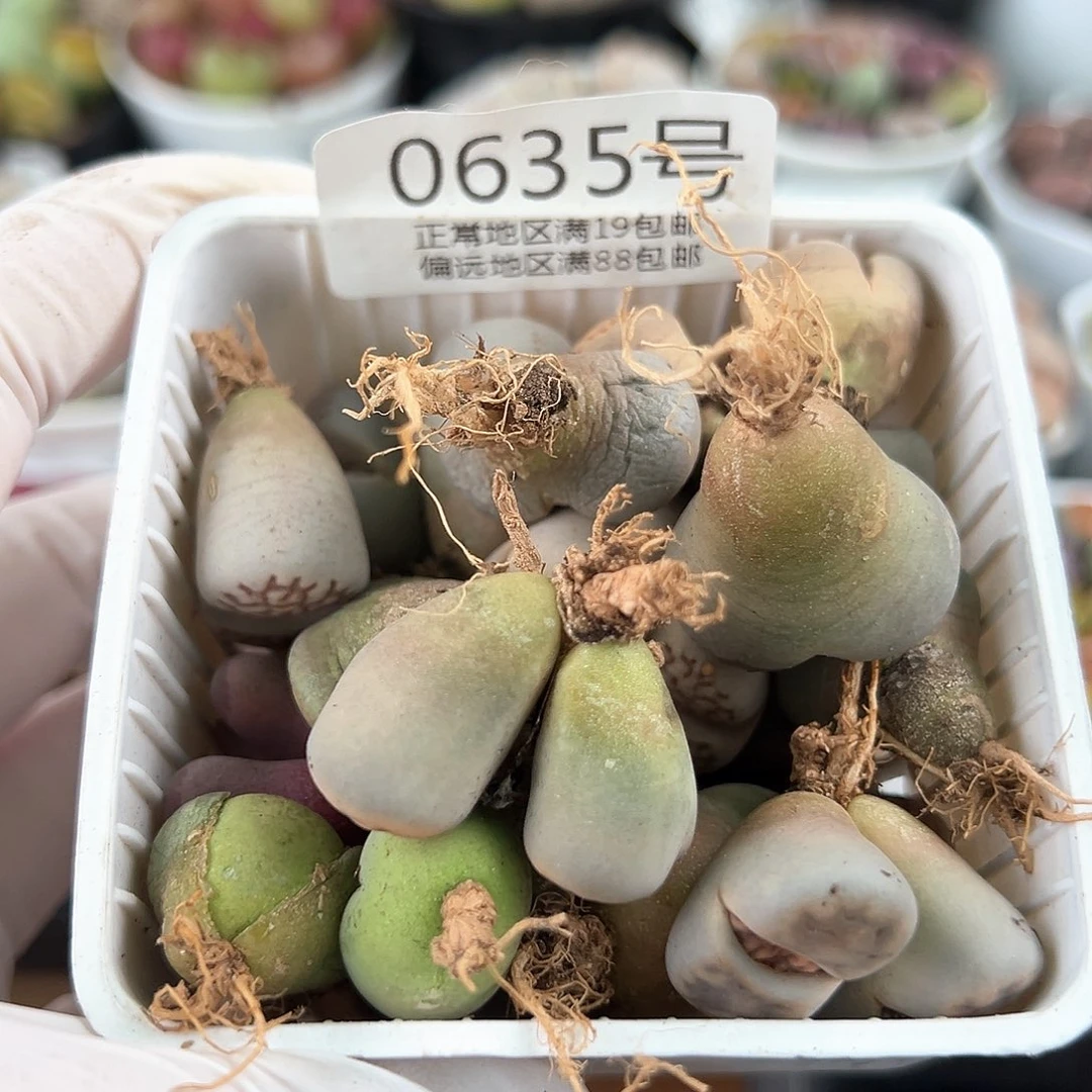 好养易活生石花大母本0635共31颗