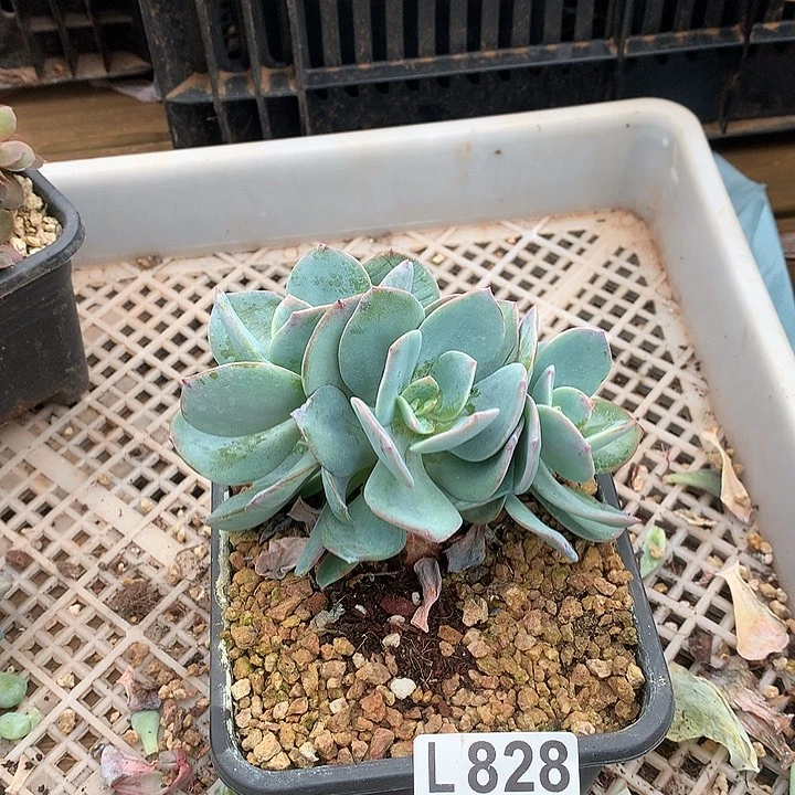 白凤朵朵 多肉植物9.28号发