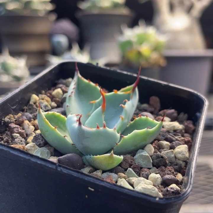 【闪购商品】侏儒 福克斯