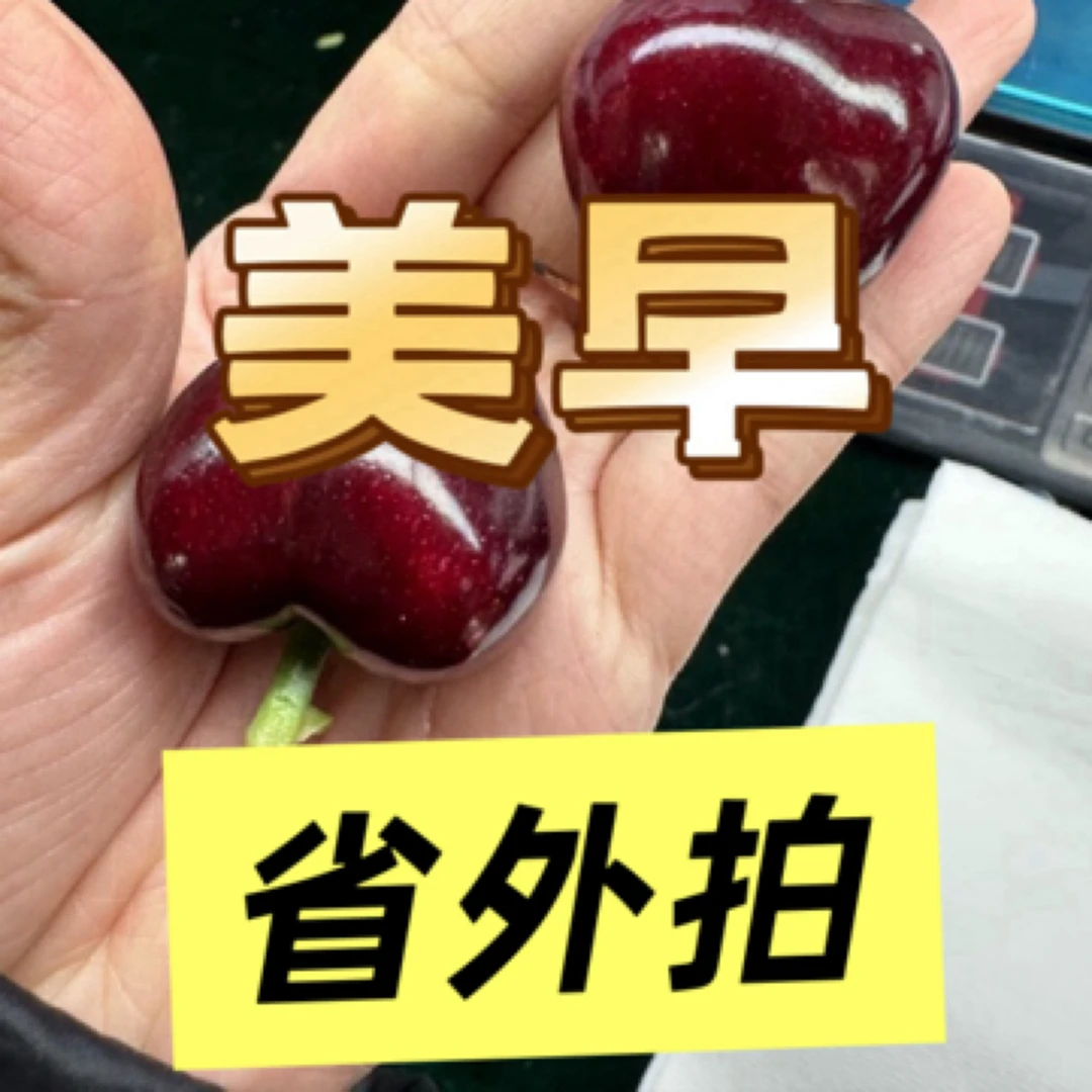 大连陆地美早当季水果产地直发/空运包邮