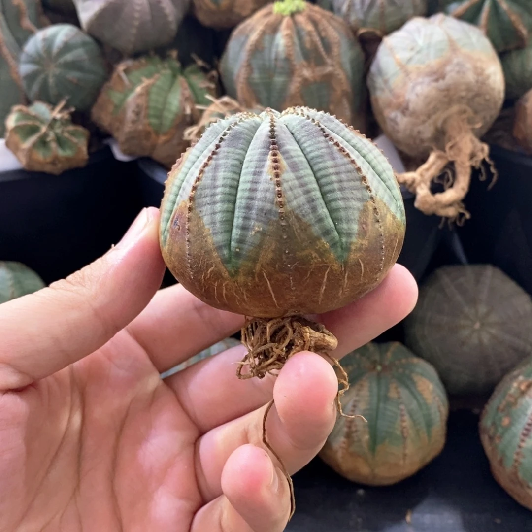 16欧系实生布纹球多肉植物