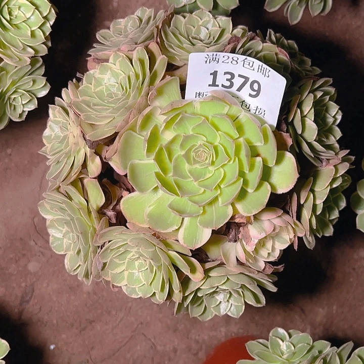 1379莲花座多肉植物