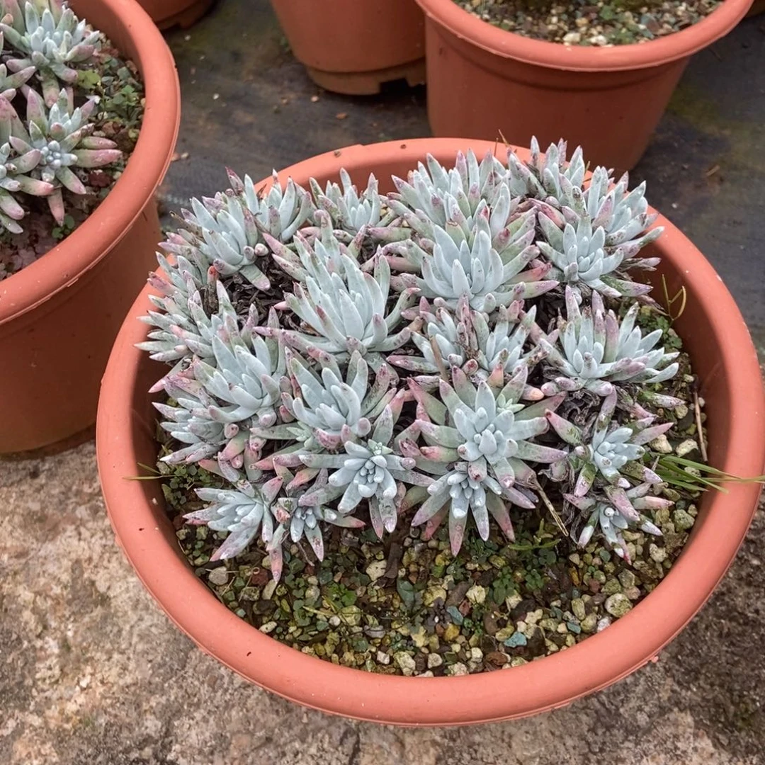 雪花多肉植物啦啦啦