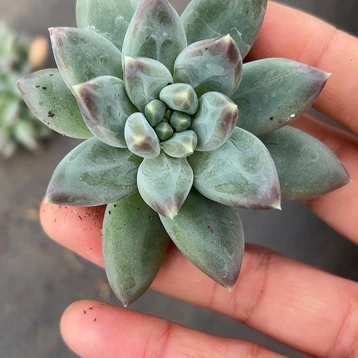 美人杂交特价一物一拍