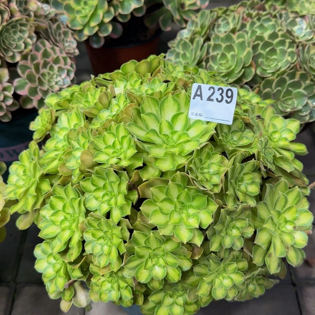 239。