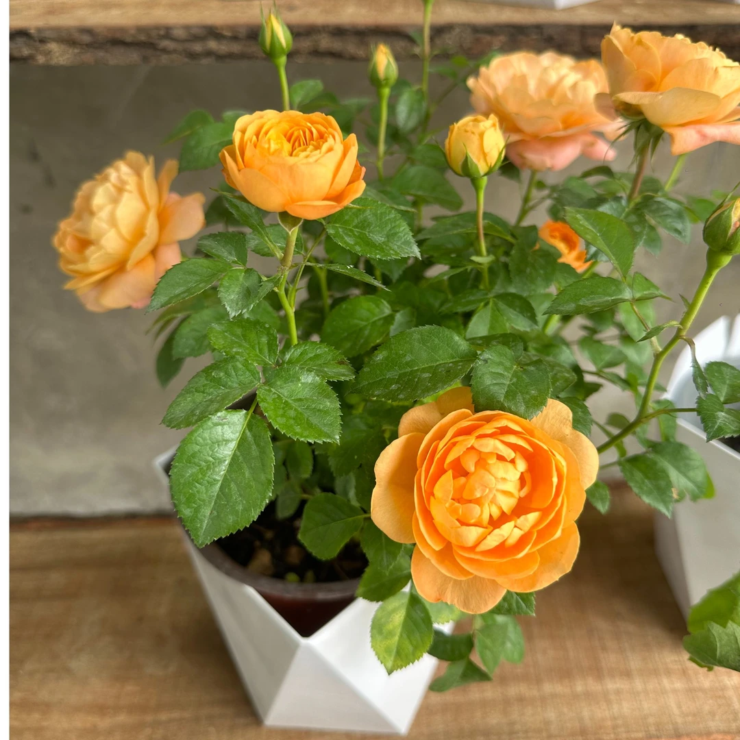 【果汁阳台】月季花卉阳台新手易养护带花苞发货（带花盆）