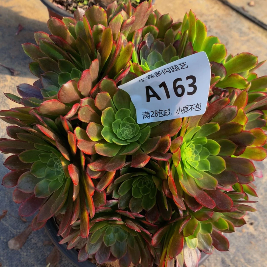 【闪购商品】163嘉年华多肉